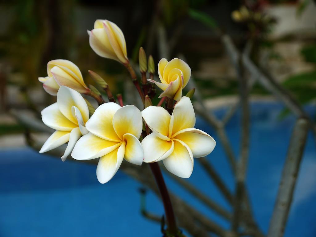 Le Flamboyant Resort แกบ ภายนอก รูปภาพ